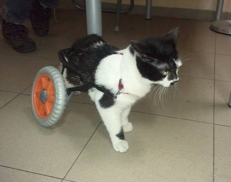 ferarri pisoiul cu roti